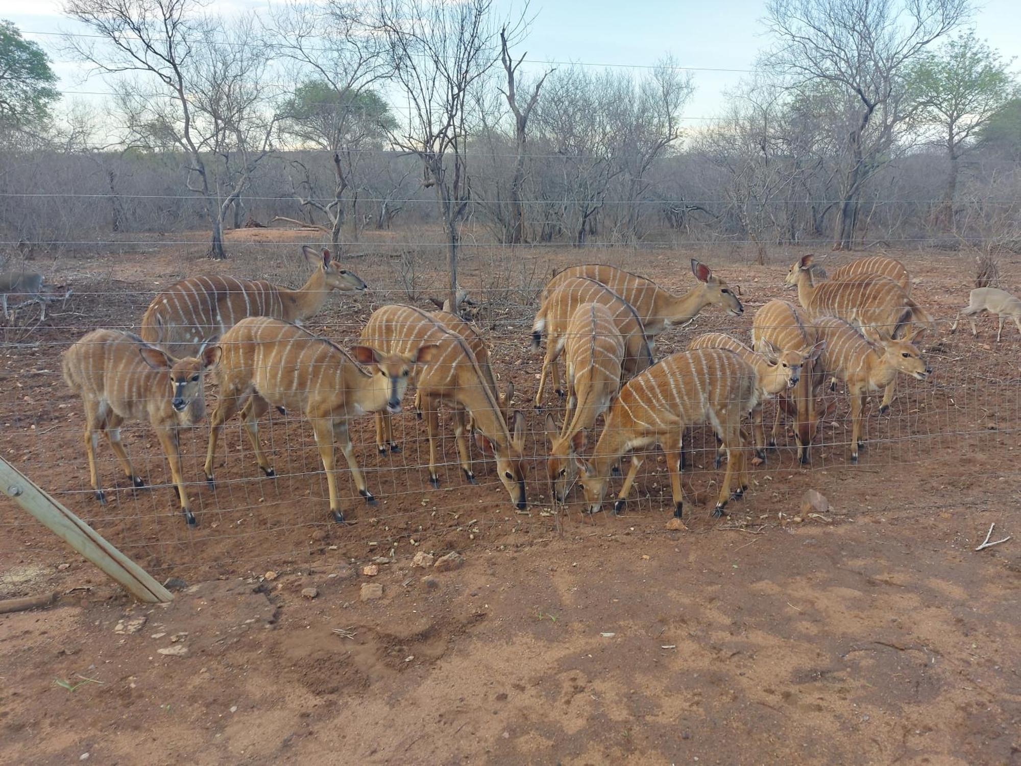 Call Of The Wild Lodge Hoedspruit Εξωτερικό φωτογραφία